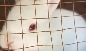 Haïti-Économie : HAFADEP lance un projet d’aide aux familles et enfants vulnérables dans les Nippes